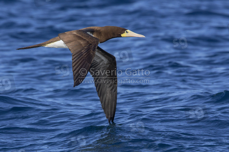 Brown booby