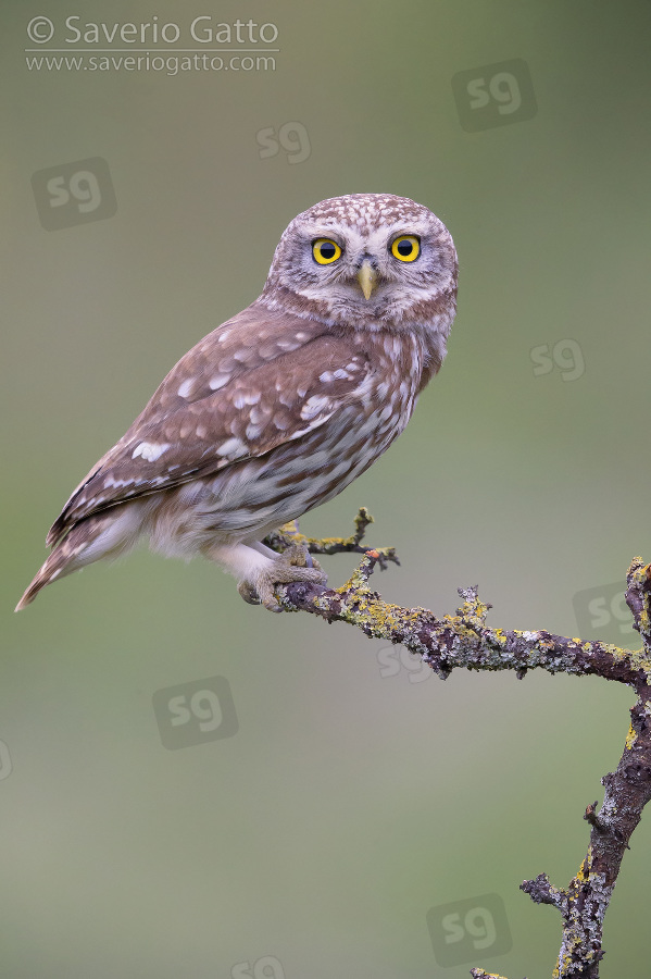 Little Owl