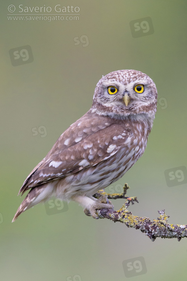 Little Owl