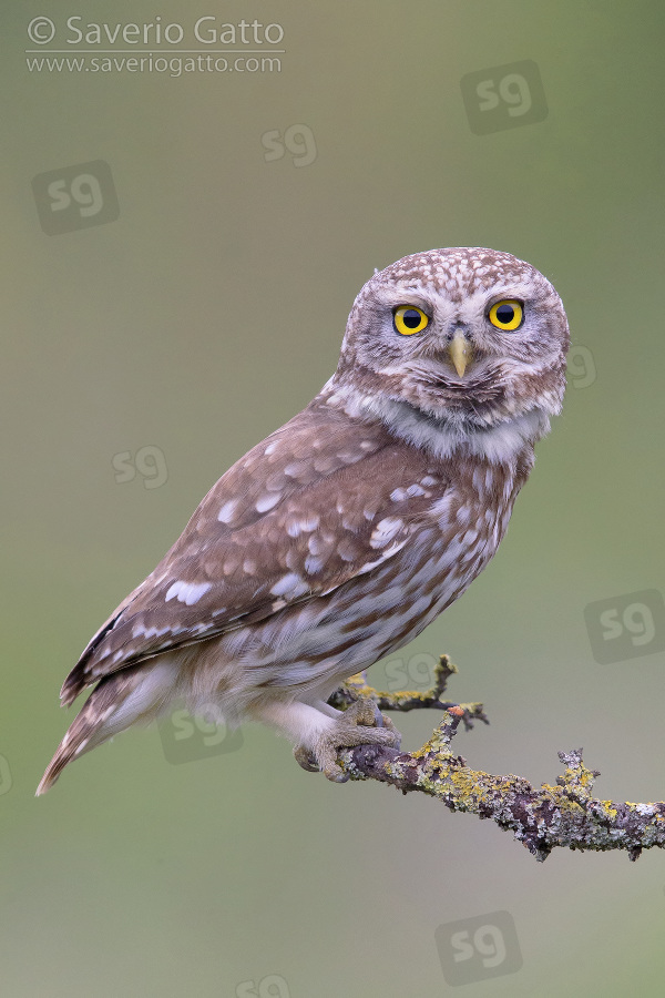 Little Owl