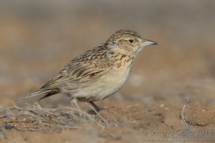 Raso Lark