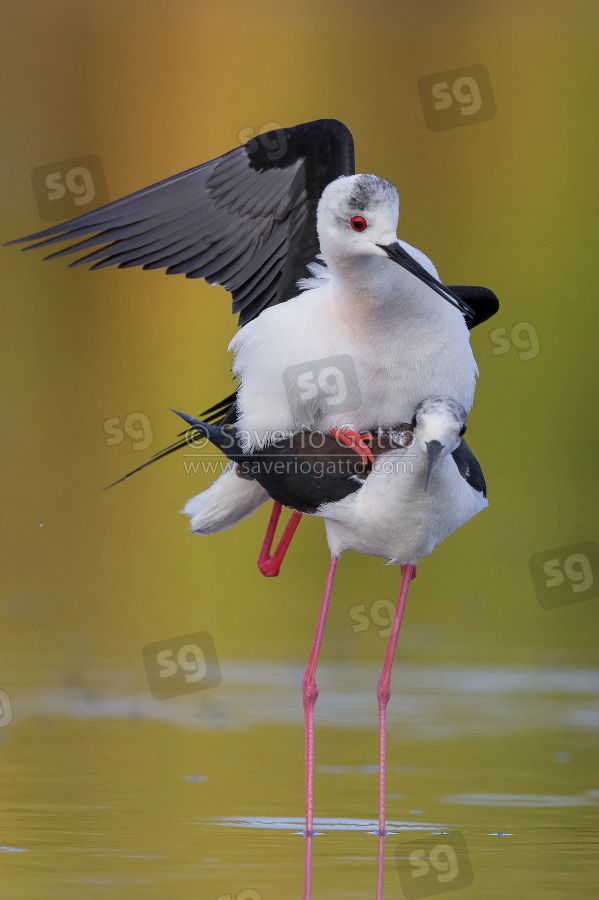 Black-winged Stilt