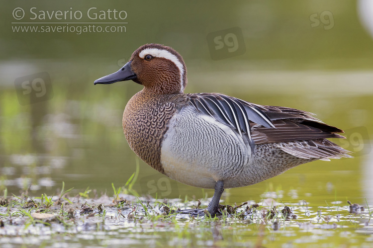 Garganey