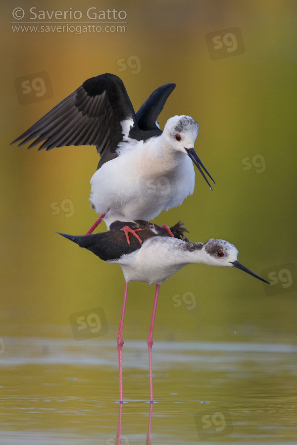 Black-winged Stilt