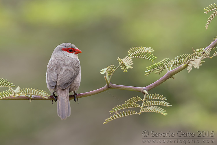 Common Waxbill