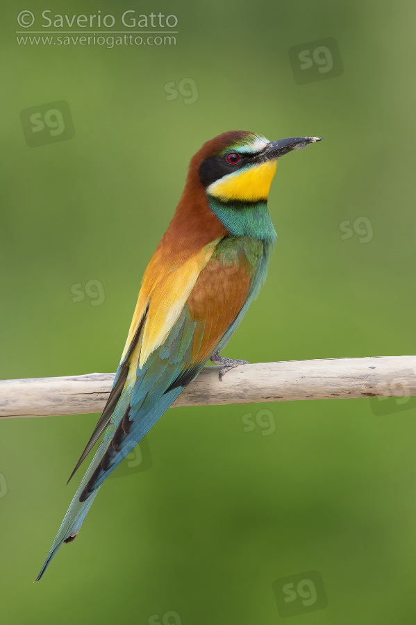 European Bee-eater