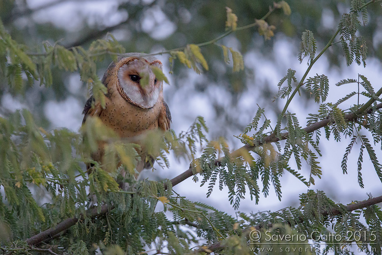 Cape Verde Barn Owl