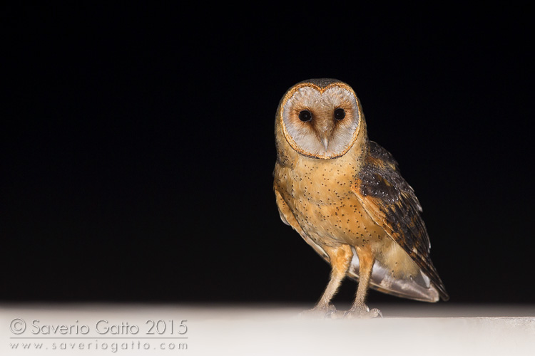 Cape Verde Barn Owl