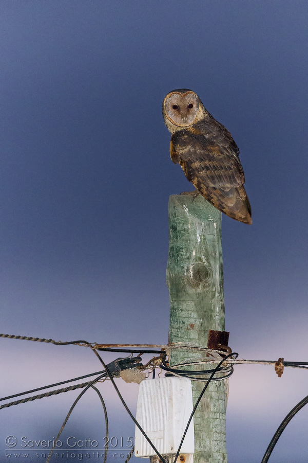 Cape Verde Barn Owl