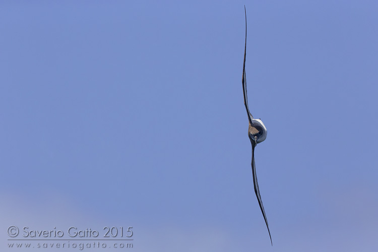 Cape Verde Shearwater