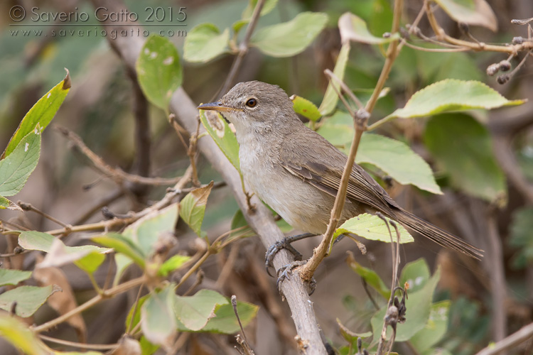 Cape Verde Warbler