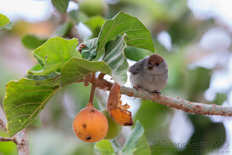 Eurasian Blackcap