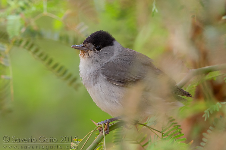 Eurasian Blackcap