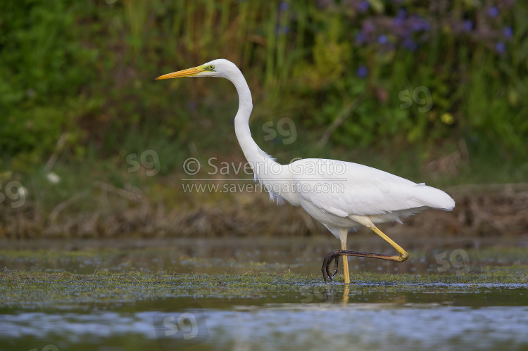 Great Egret