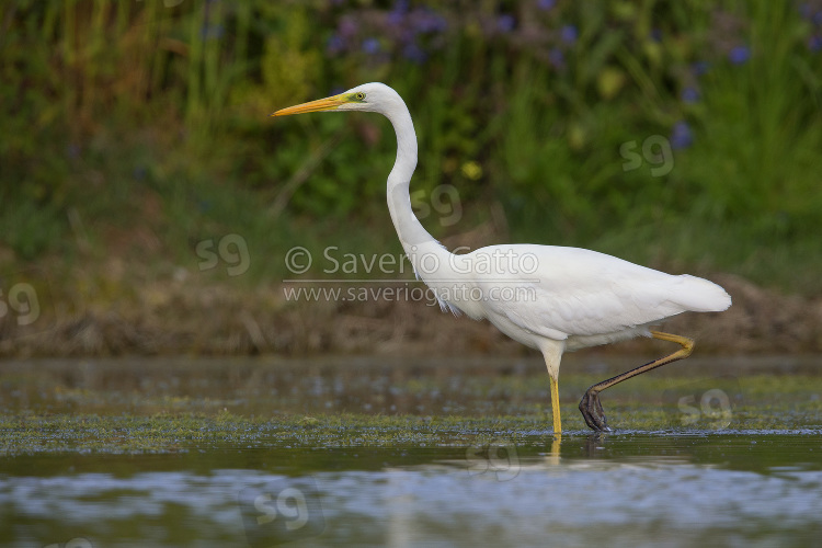 Great Egret