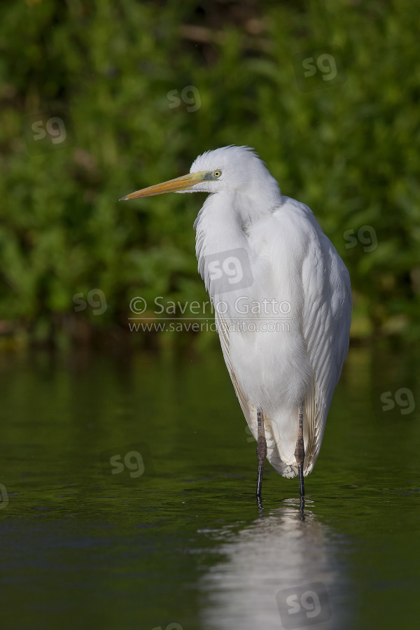 Great Egret