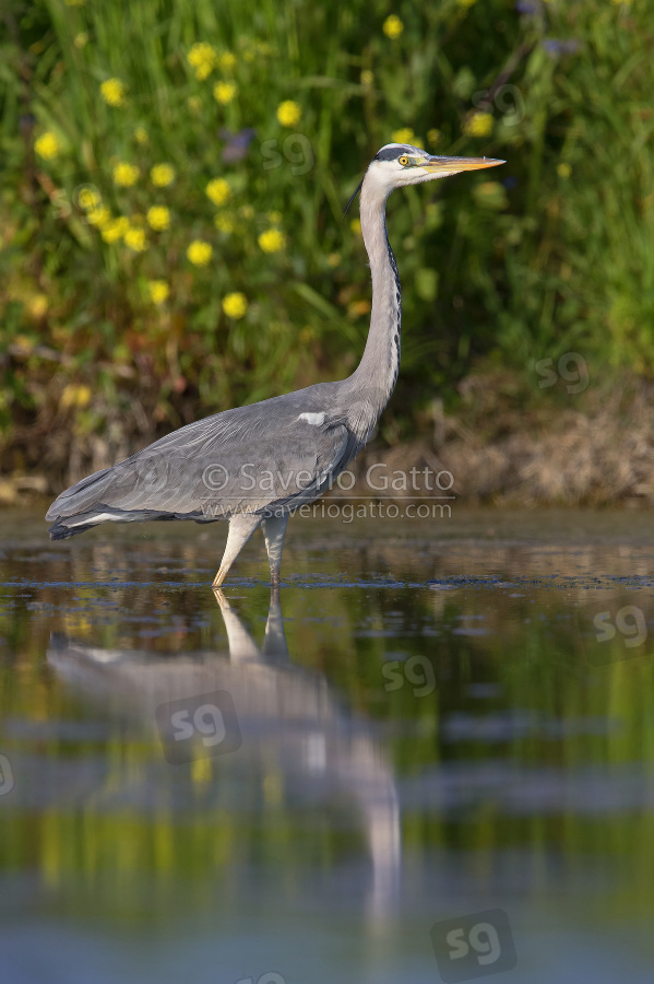 Grey Heron