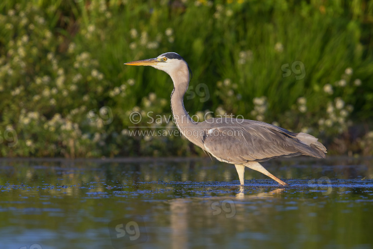 Grey Heron