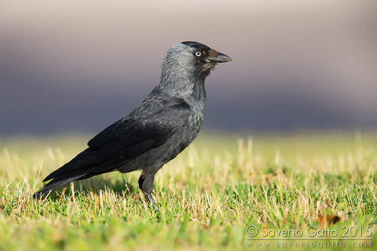 Western Jackdaw