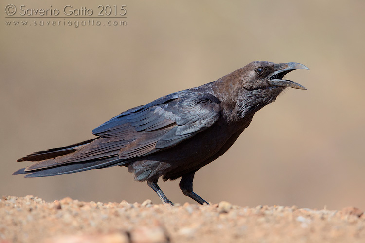 Brown-necked Raven