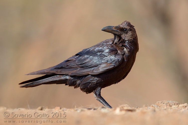 Brown-necked Raven