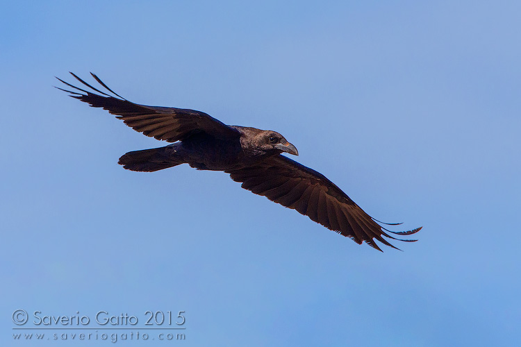 Brown-necked Raven