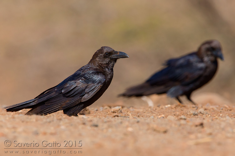 Brown-necked Raven