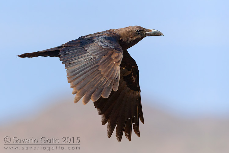 Brown-necked Raven