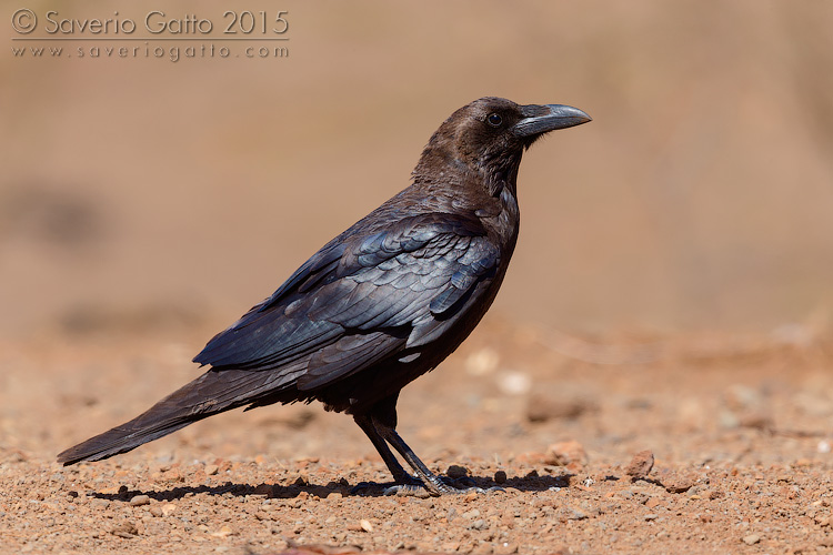 Brown-necked Raven