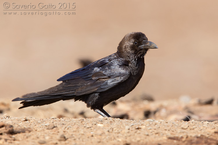 Brown-necked Raven