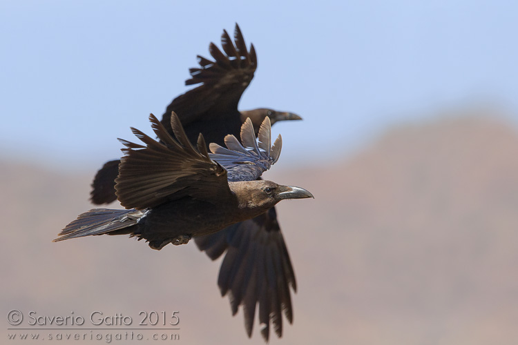 Brown-necked Raven