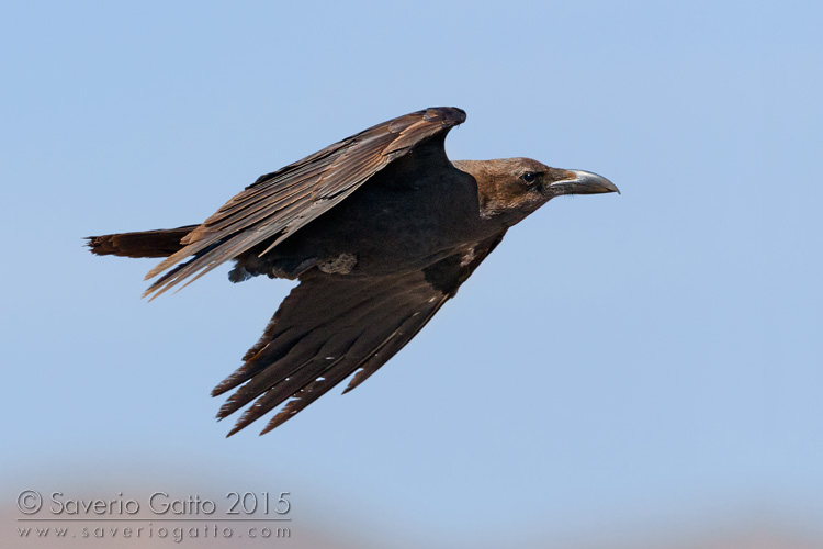 Brown-necked Raven