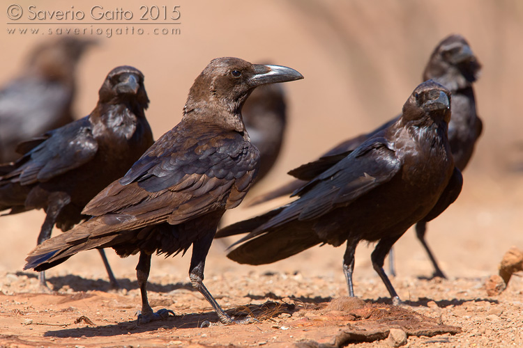 Brown-necked Raven