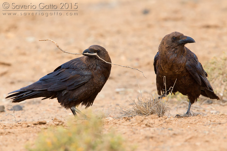 Brown-necked Raven