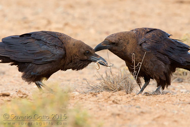 Brown-necked Raven