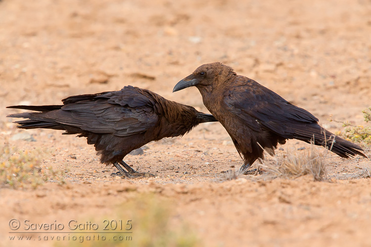 Brown-necked Raven