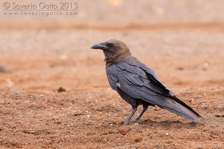 Brown-necked Raven