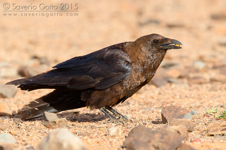 Brown-necked Raven