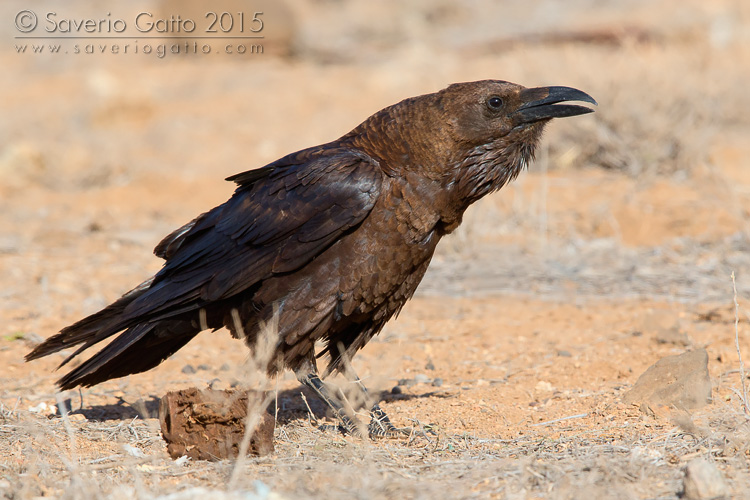 Brown-necked Raven