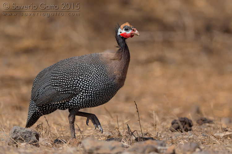 Helmeted Guineafowl