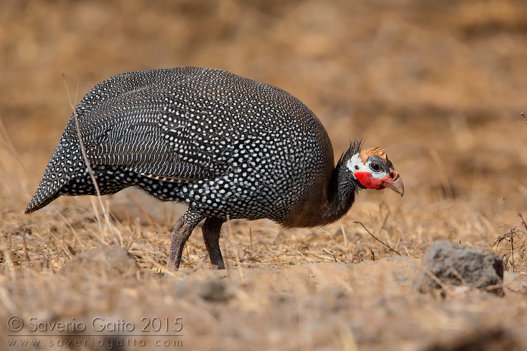 Helmeted Guineafowl