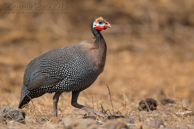 Helmeted Guineafowl