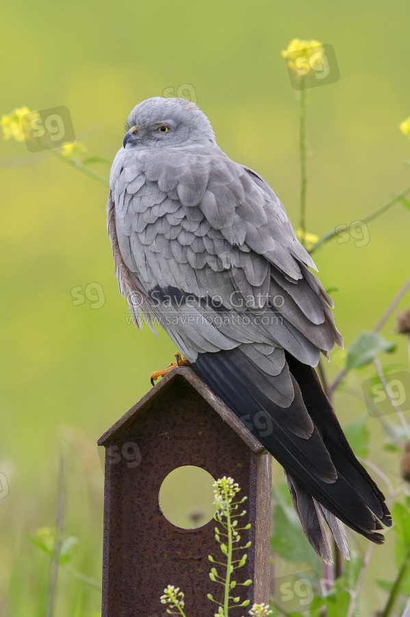 Montagu's Harrier