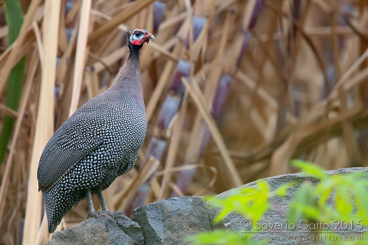 Helmeted Guineafowl