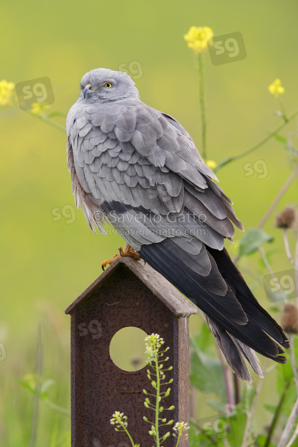 Montagu's Harrier