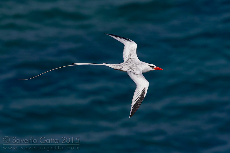 Red-billed Tropicbird