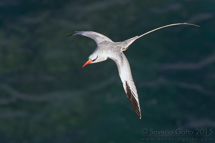 Red-billed Tropicbird