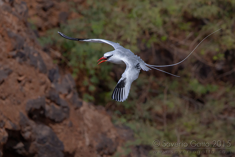 Red-billed Tropicbird