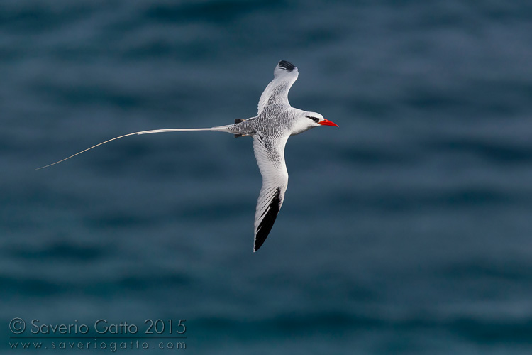 Red-billed Tropicbird