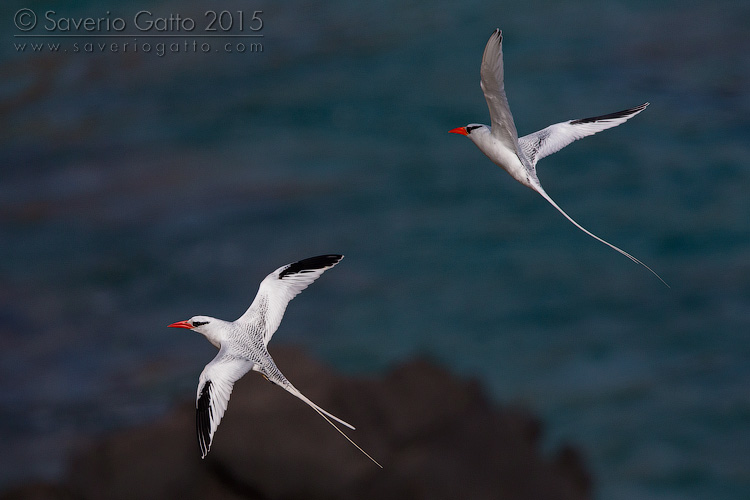 Red-billed Tropicbird